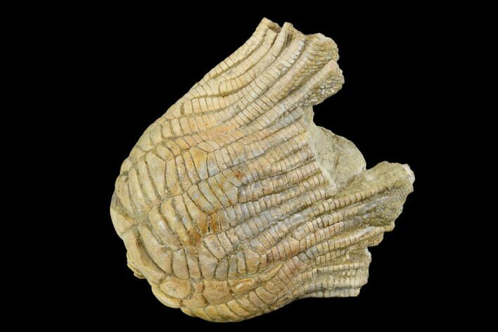 Fossil Crinoid (Zeacrinites) - Alabama #122395